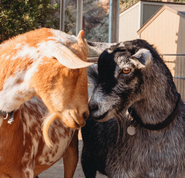 goats love animals