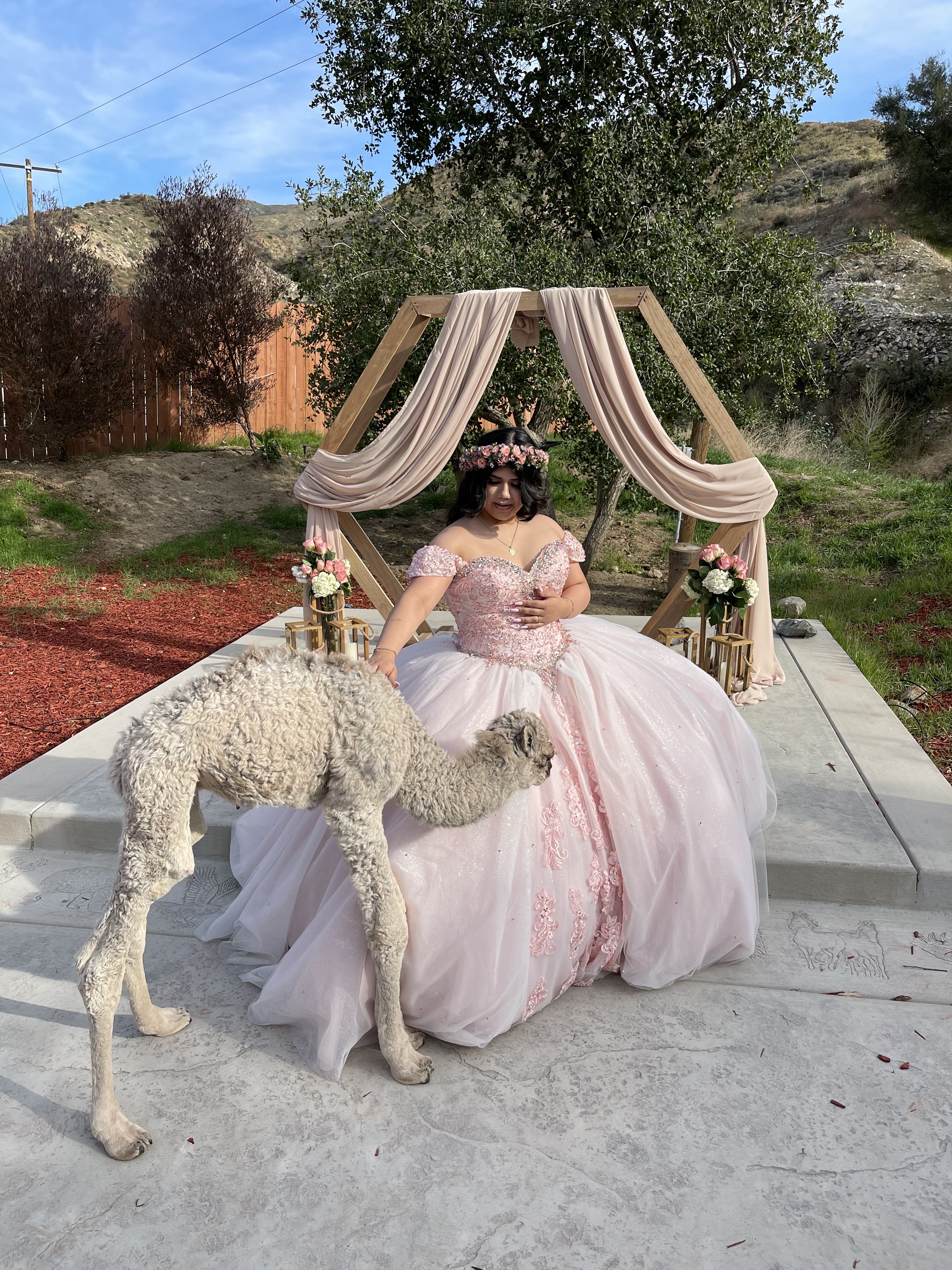 Quinceañera in emerald green ball gown with three camels at Reptacular Ranch