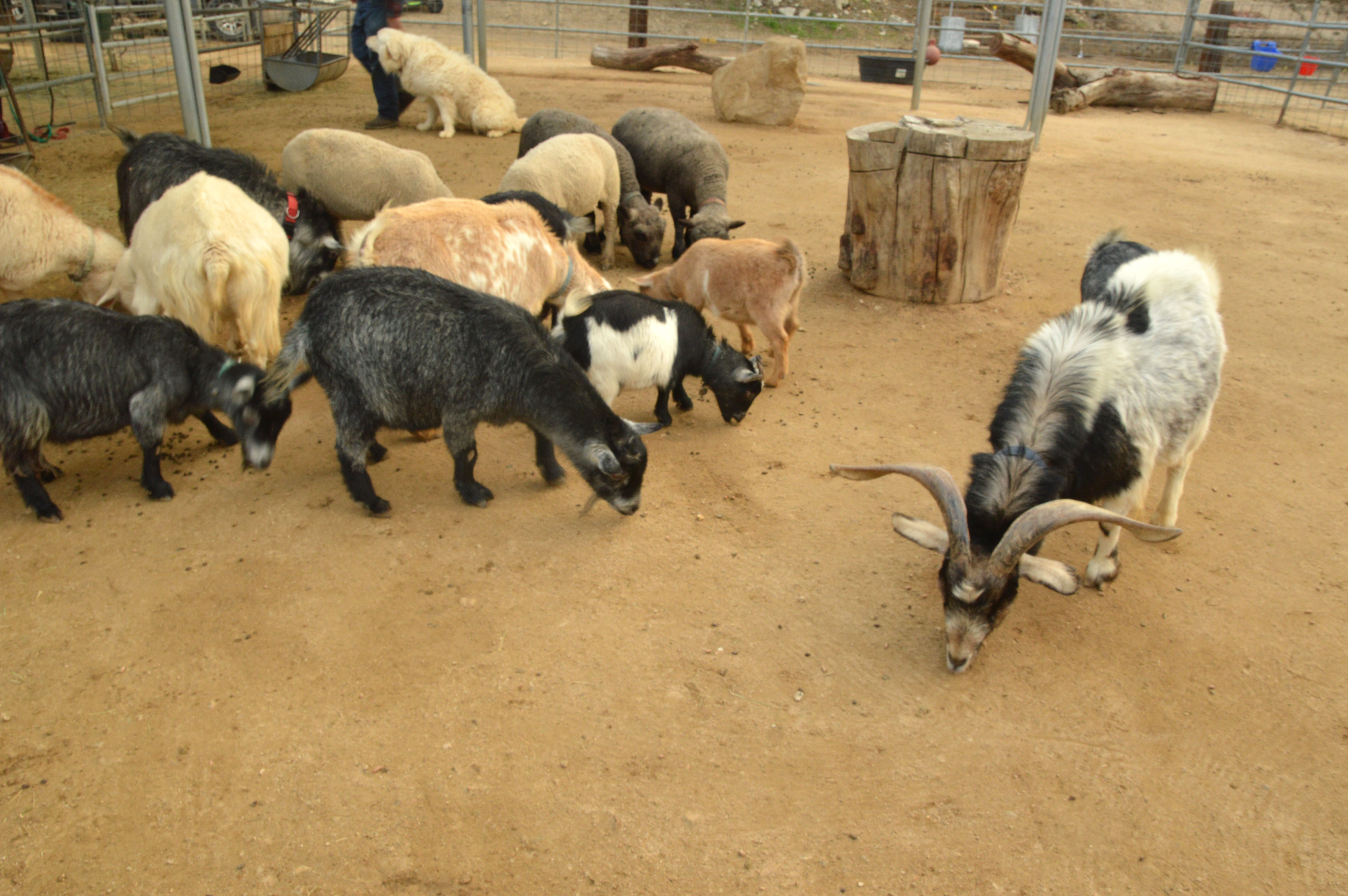 farm animal goat sheep cow horse petting zoo event