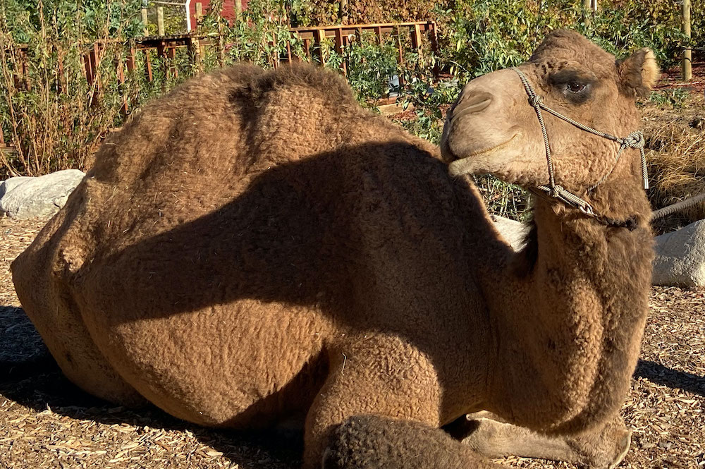 camel rides animals los angeles events